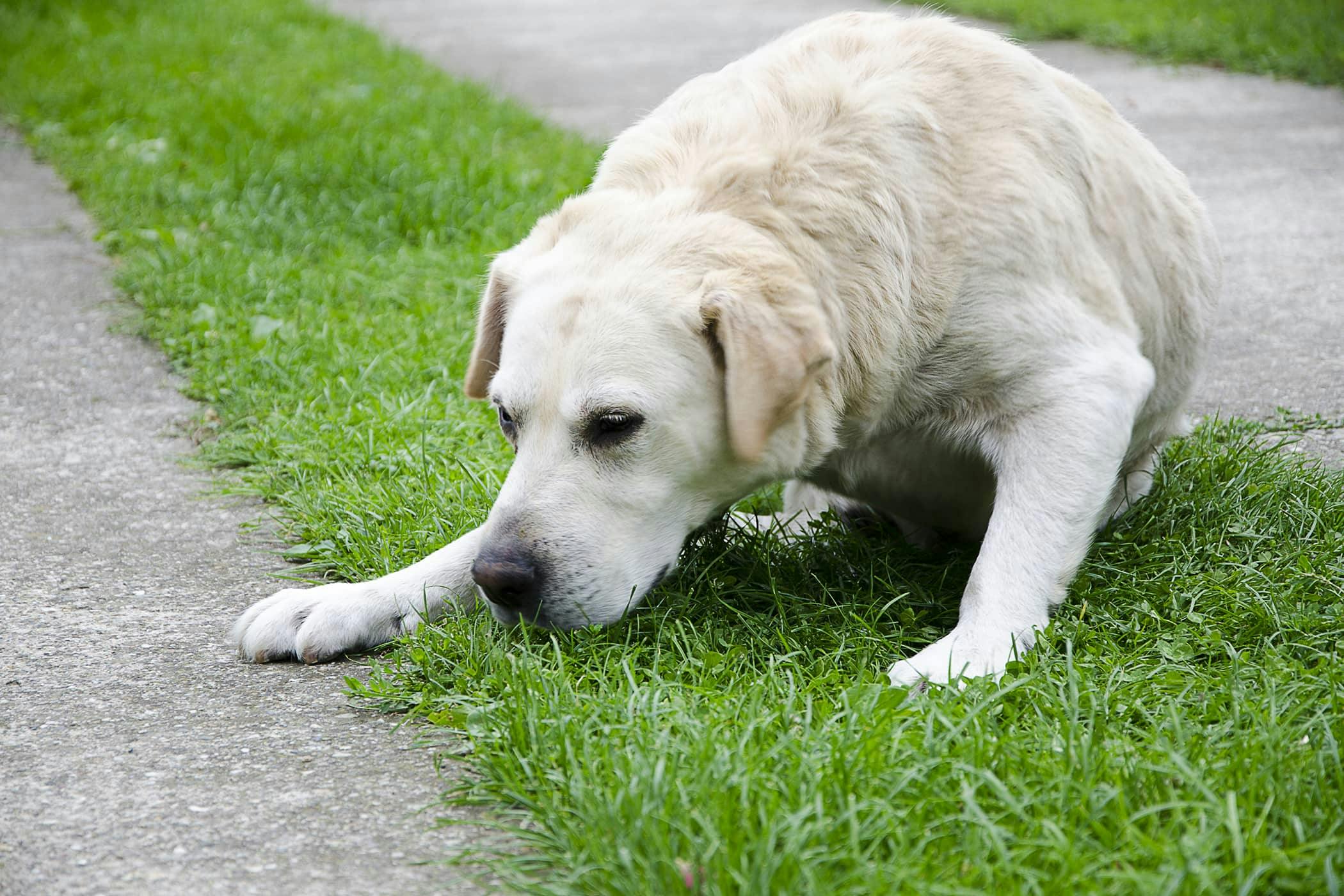 Dog bringing up 2024 bile in morning