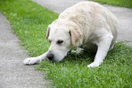 Slogan Agriculture Hierarchy Dog Throws Up Dinner Gorgeous Rewarding