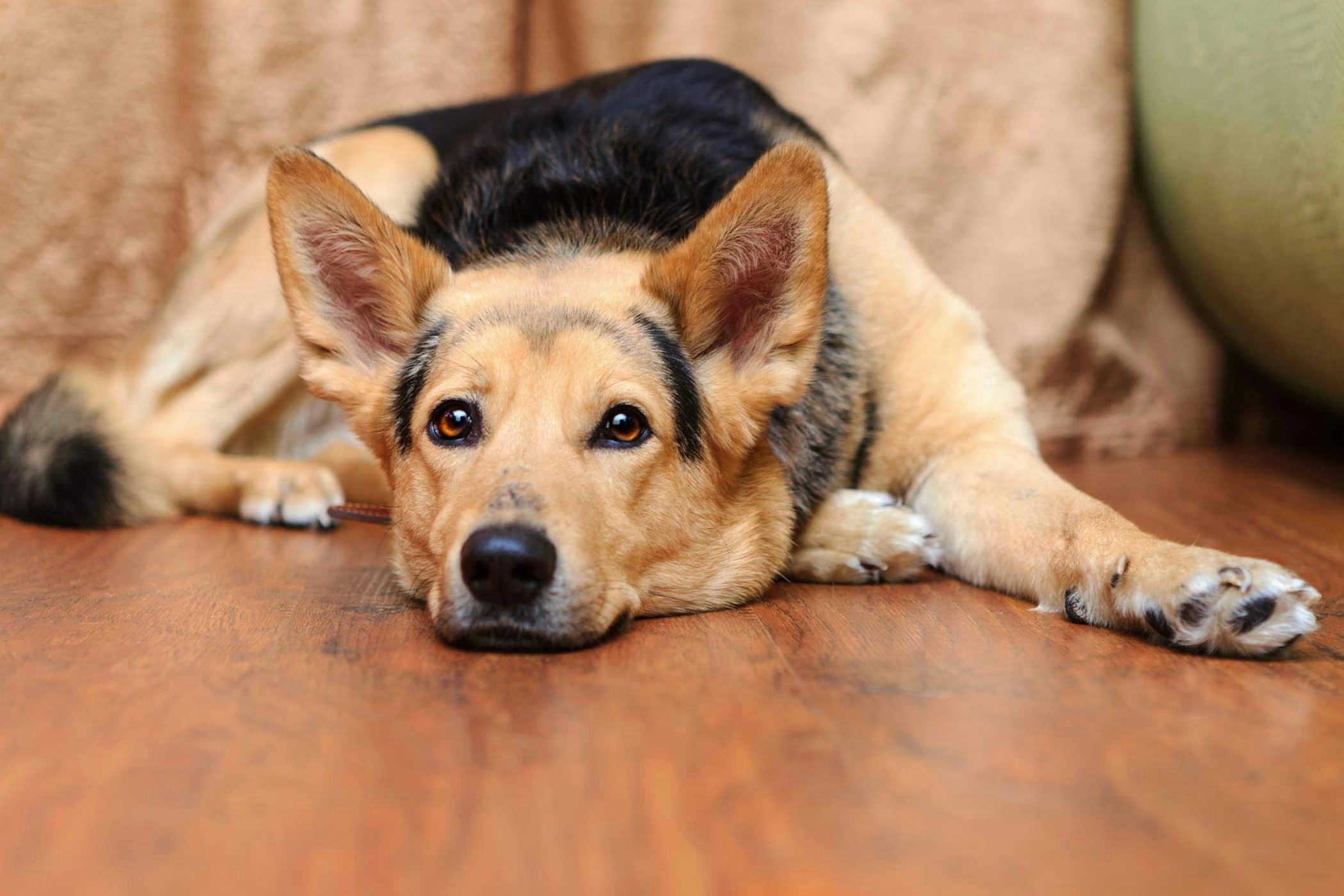 How To Train A Dog To Stand On Its Hind Legs