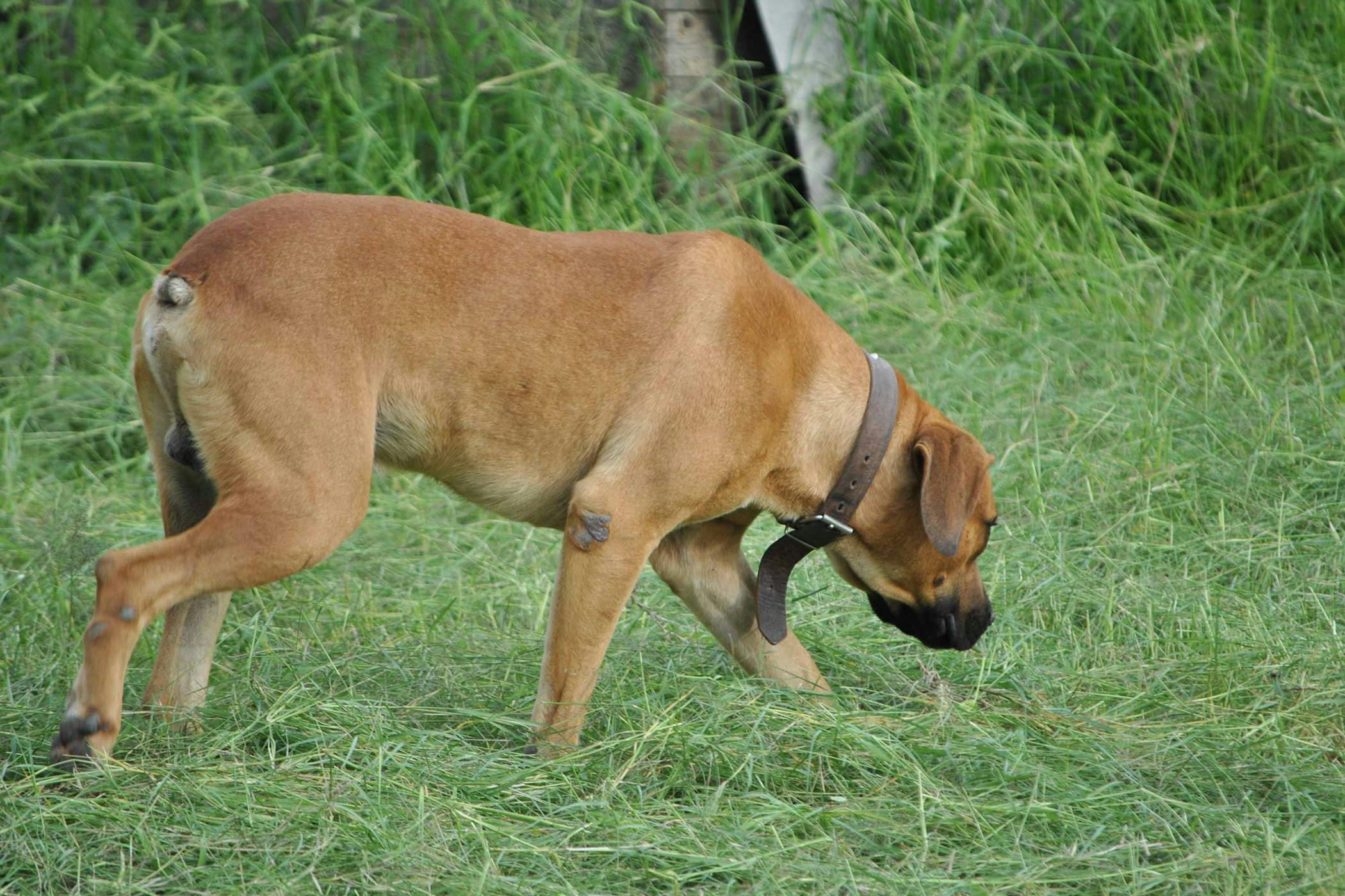 Do Puppies Walk Sideways