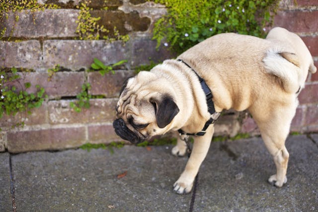 Why is my dog urinating frequently?