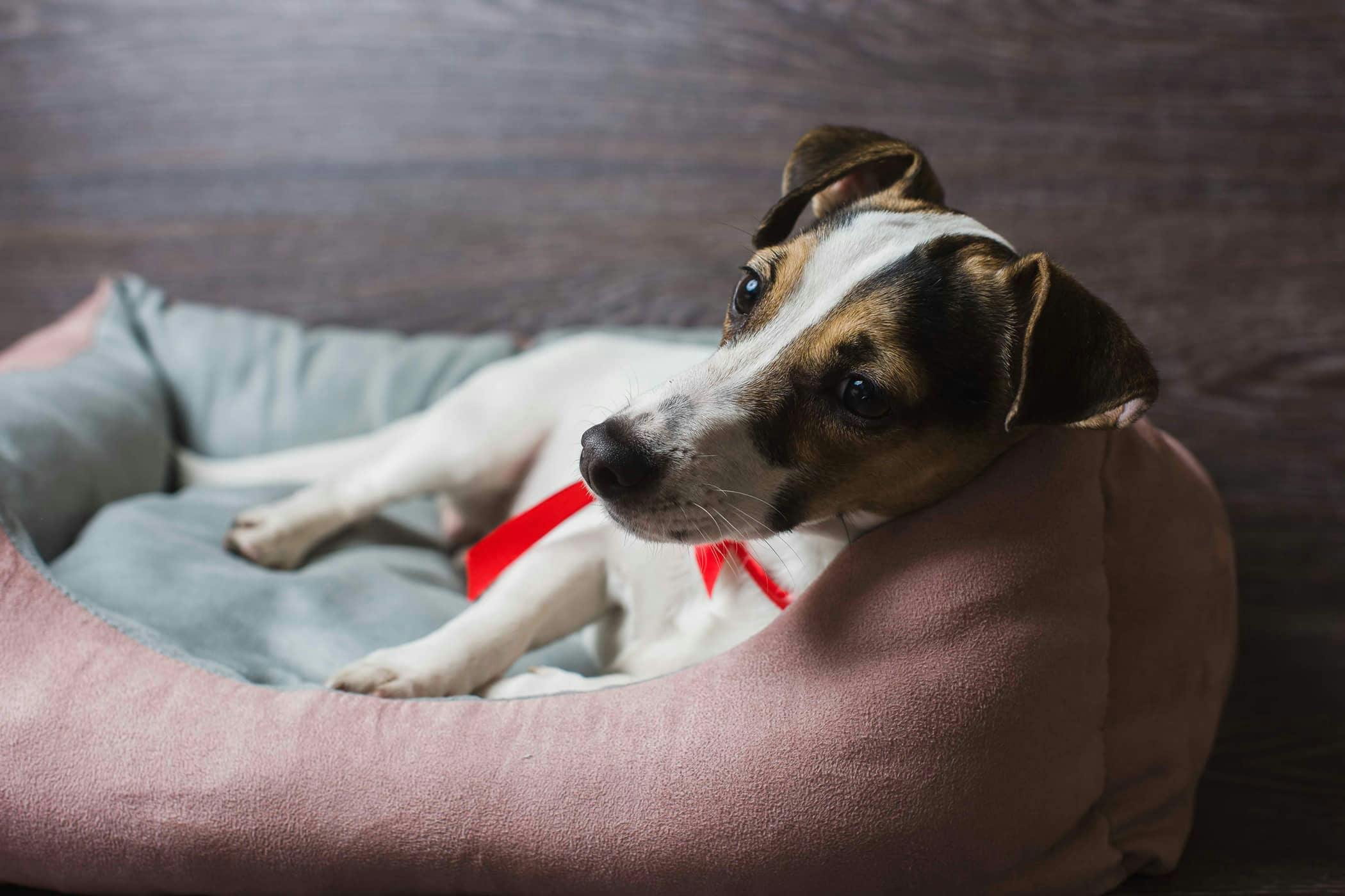 dog urinating on bedding