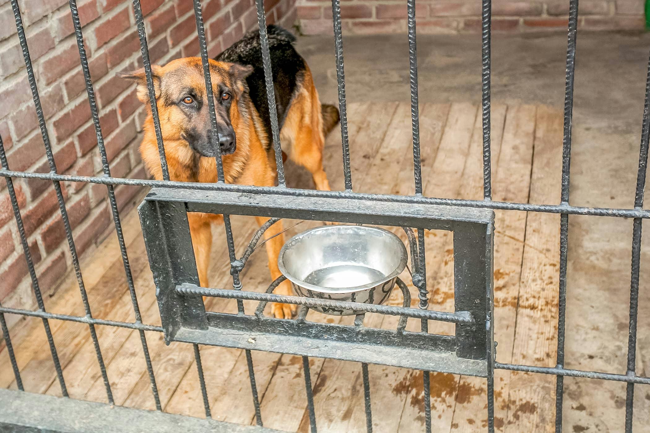 dog urinating in crate