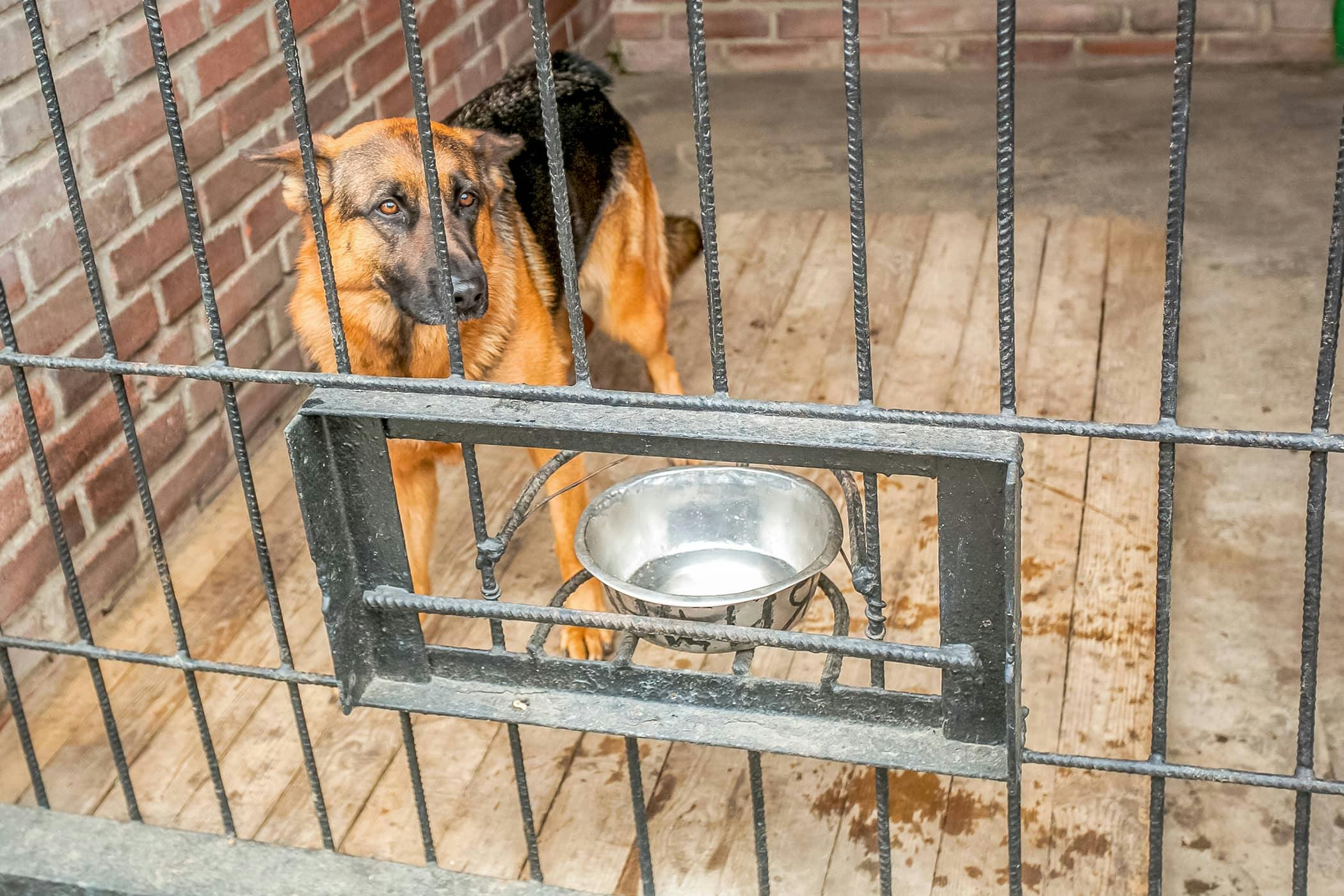 Leaving a puppy in a crate all outlet day