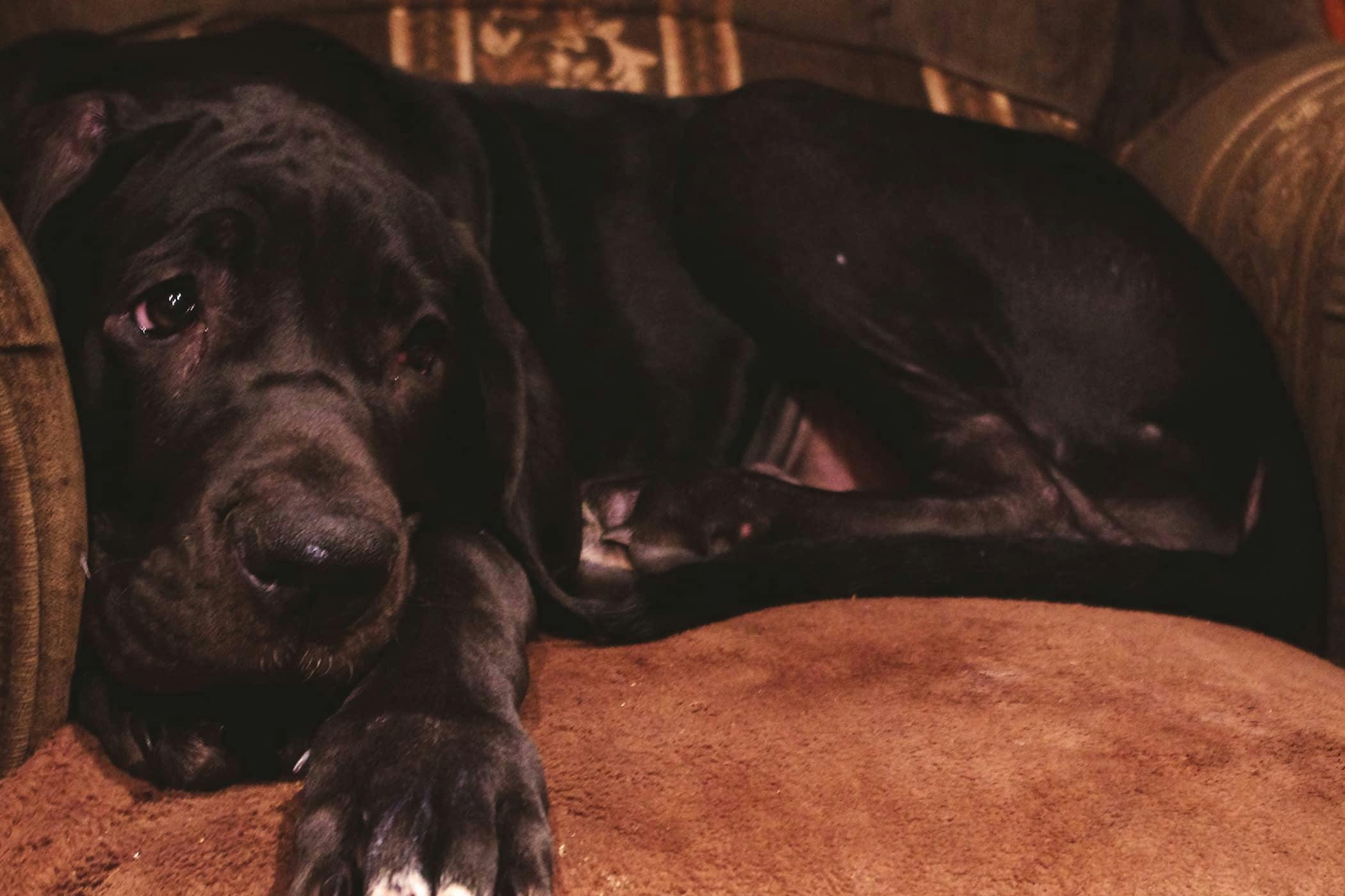 female dog peeing on furniture