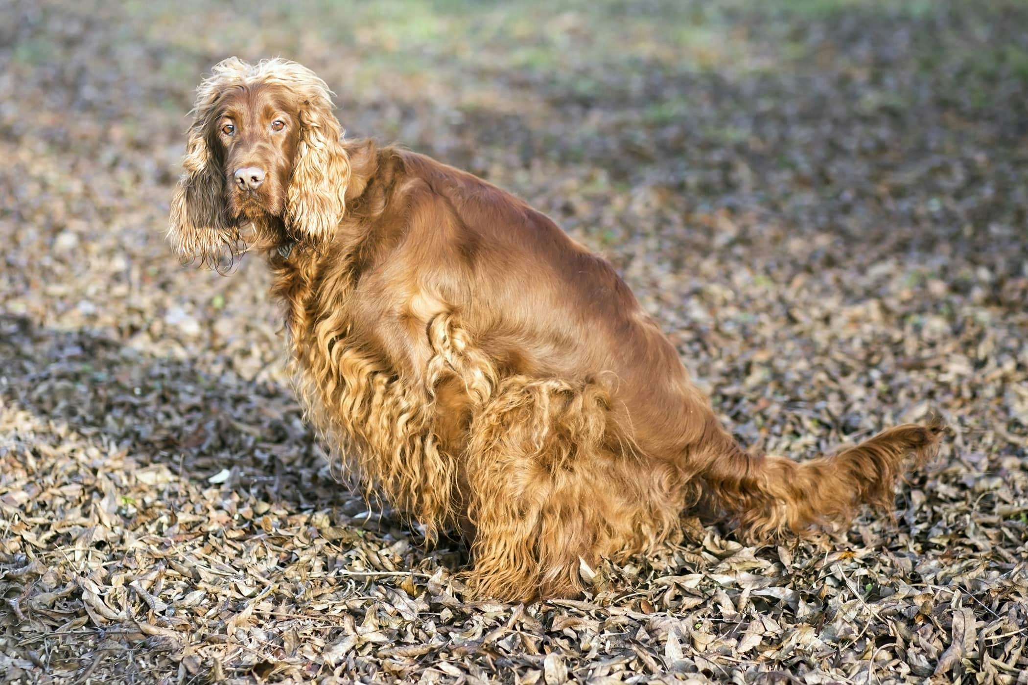 Why Is My Dog Peeing Large Amounts