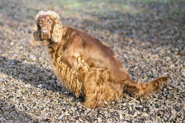 Why is my dog urinating uncontrollably?