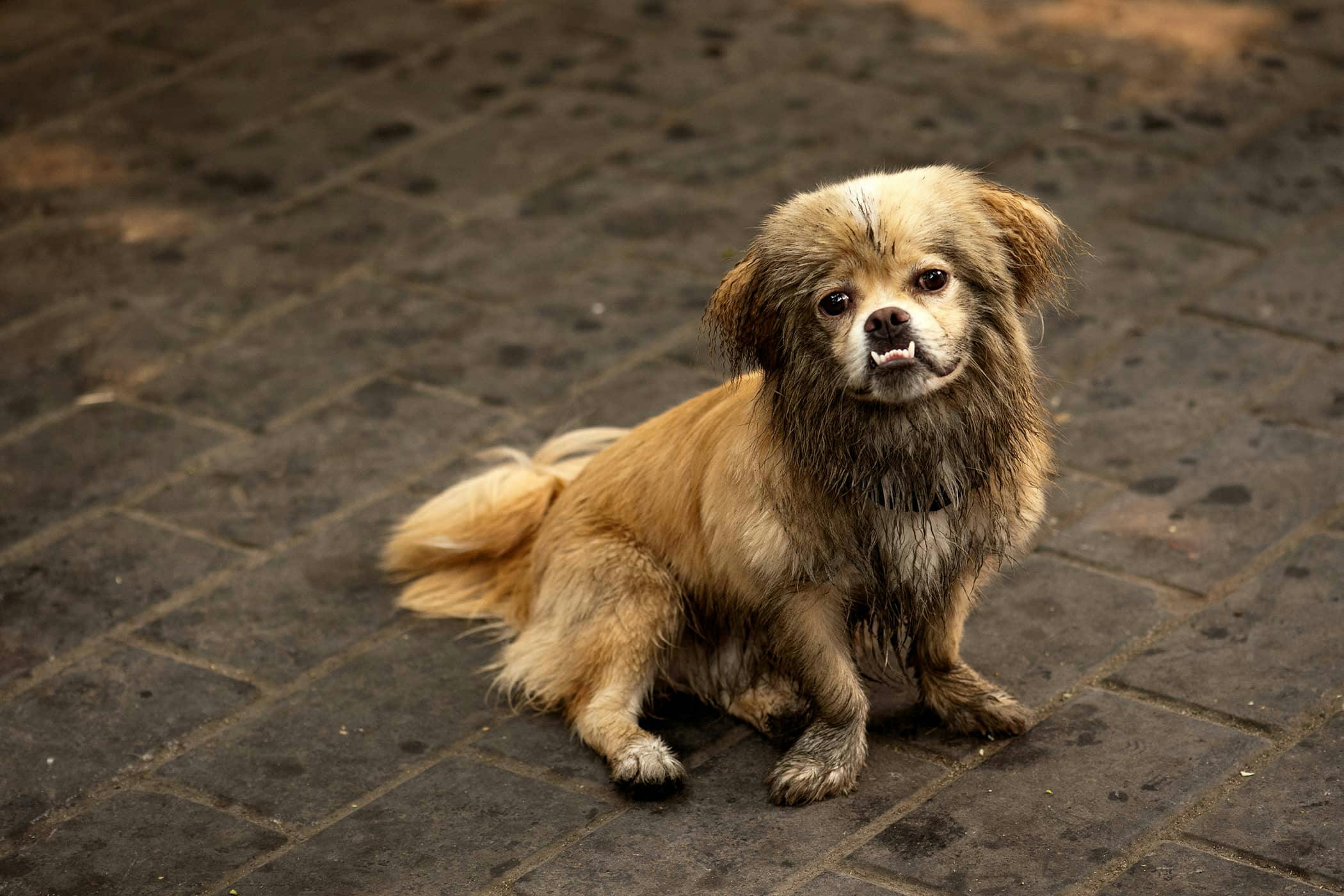 Dog having diarrhea store and throwing up