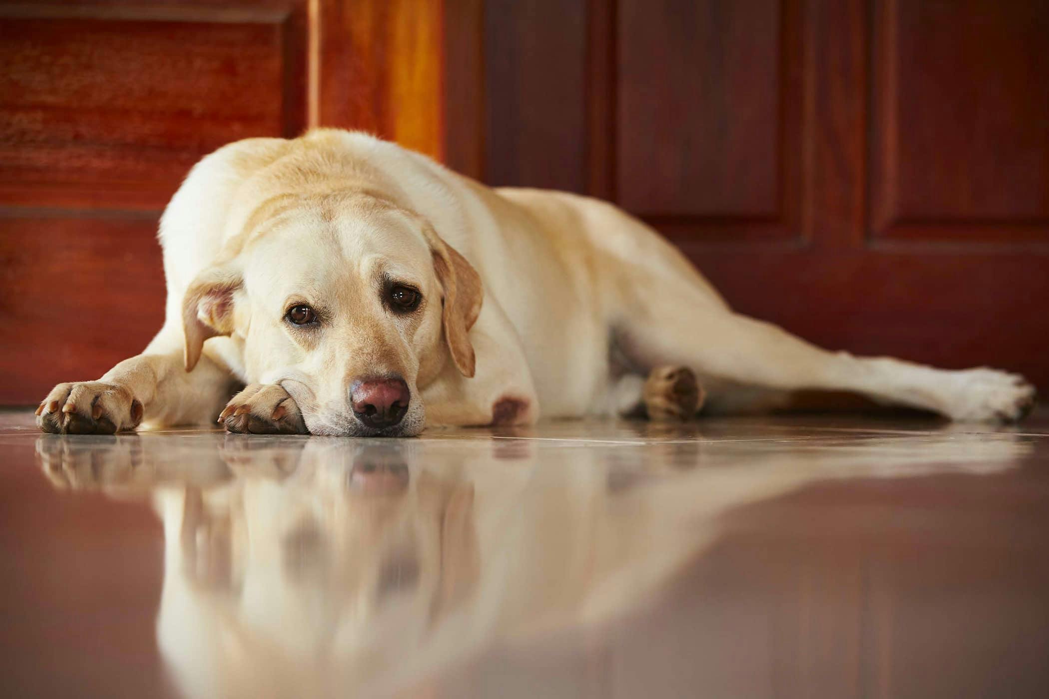 Dog has hives 2024 and throwing up