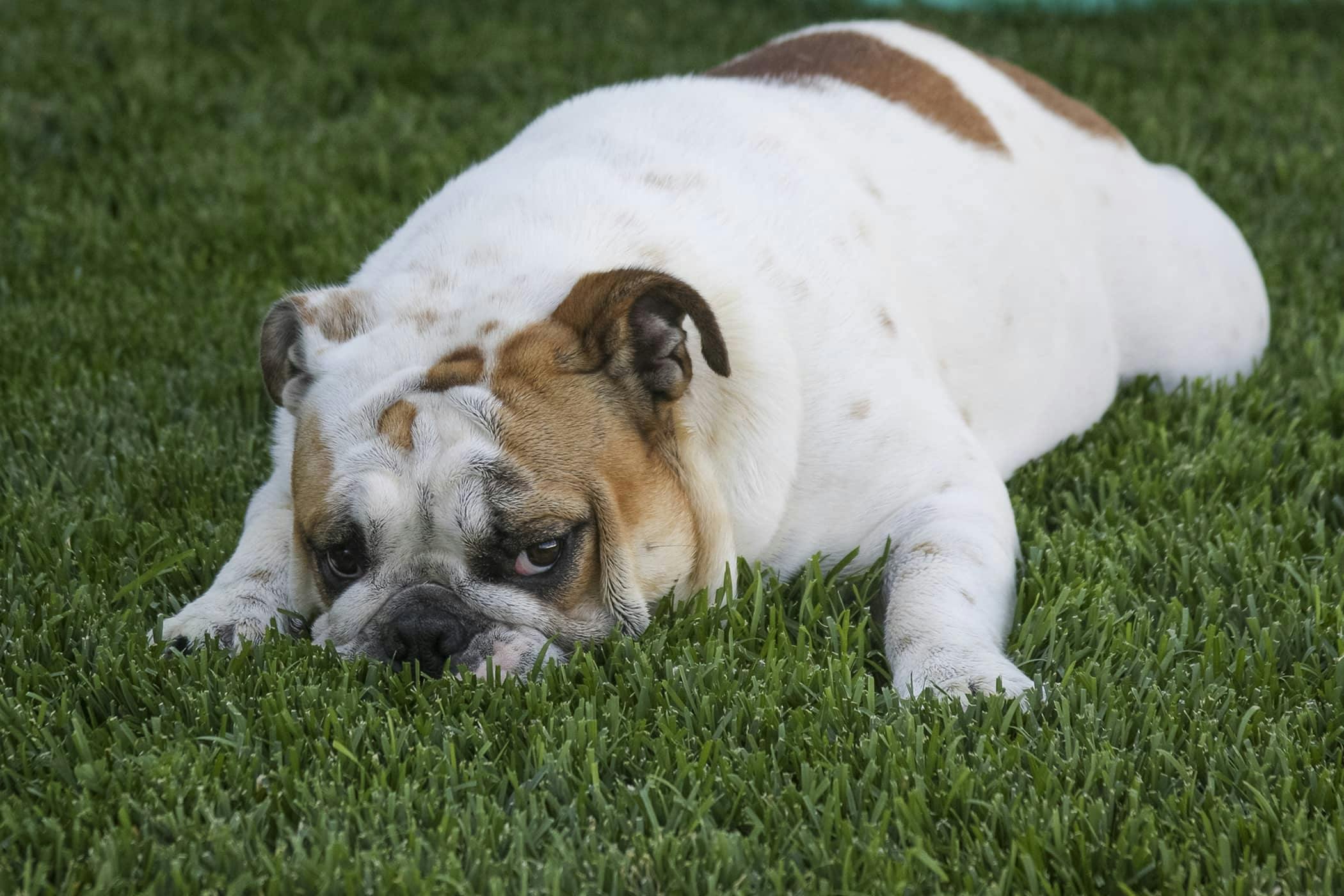 dog throwing up green and not eating