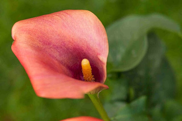 Wild Calla Poisoning in Dogs - Symptoms, Causes, Diagnosis, Treatment, Recovery, Management, Cost