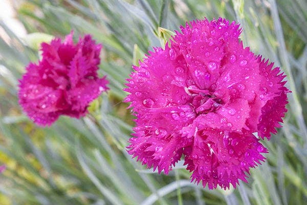 are dianthus toxic to dogs