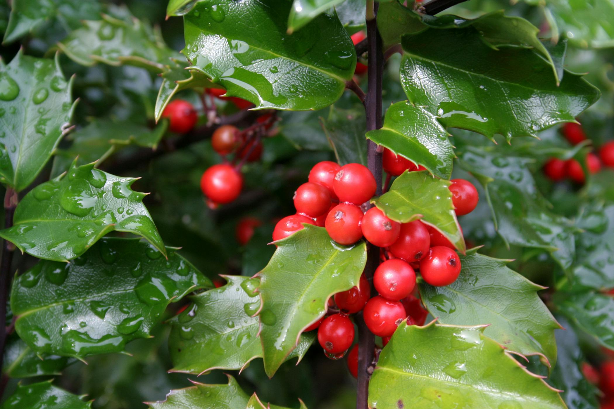 are holly bushes poisonous to dogs