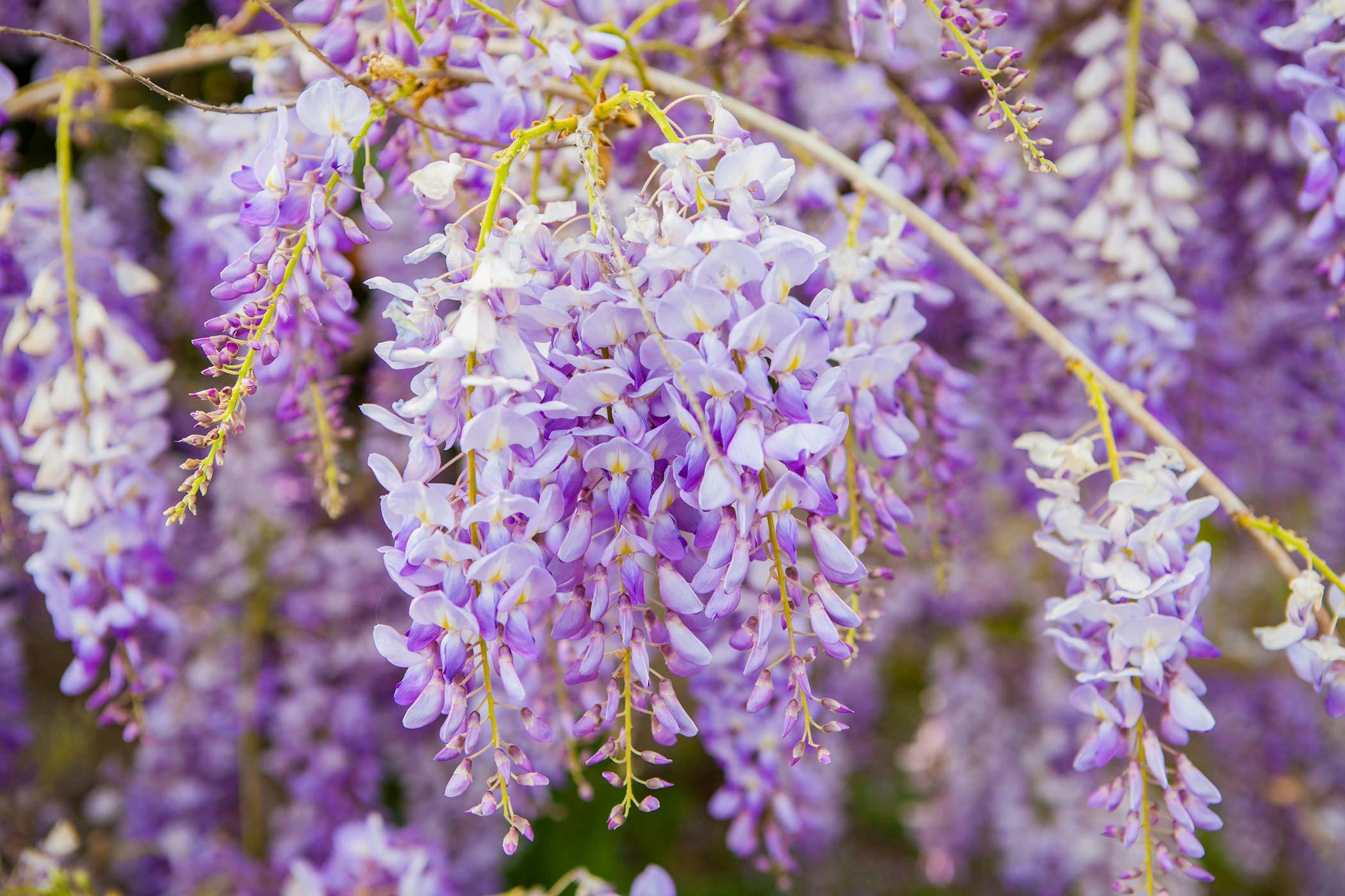 Wisteria Poisoning in Dogs - Symptoms 