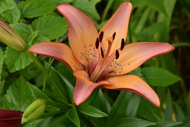 Wood Lily Poisoning in Dogs - Symptoms, Causes, Diagnosis, Treatment, Recovery, Management, Cost