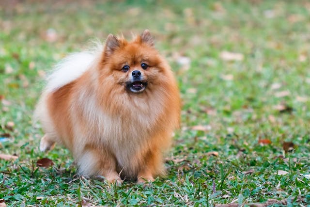 Xanthine Urinary Tract Stones in Dogs - Symptoms, Causes, Diagnosis, Treatment, Recovery, Management, Cost
