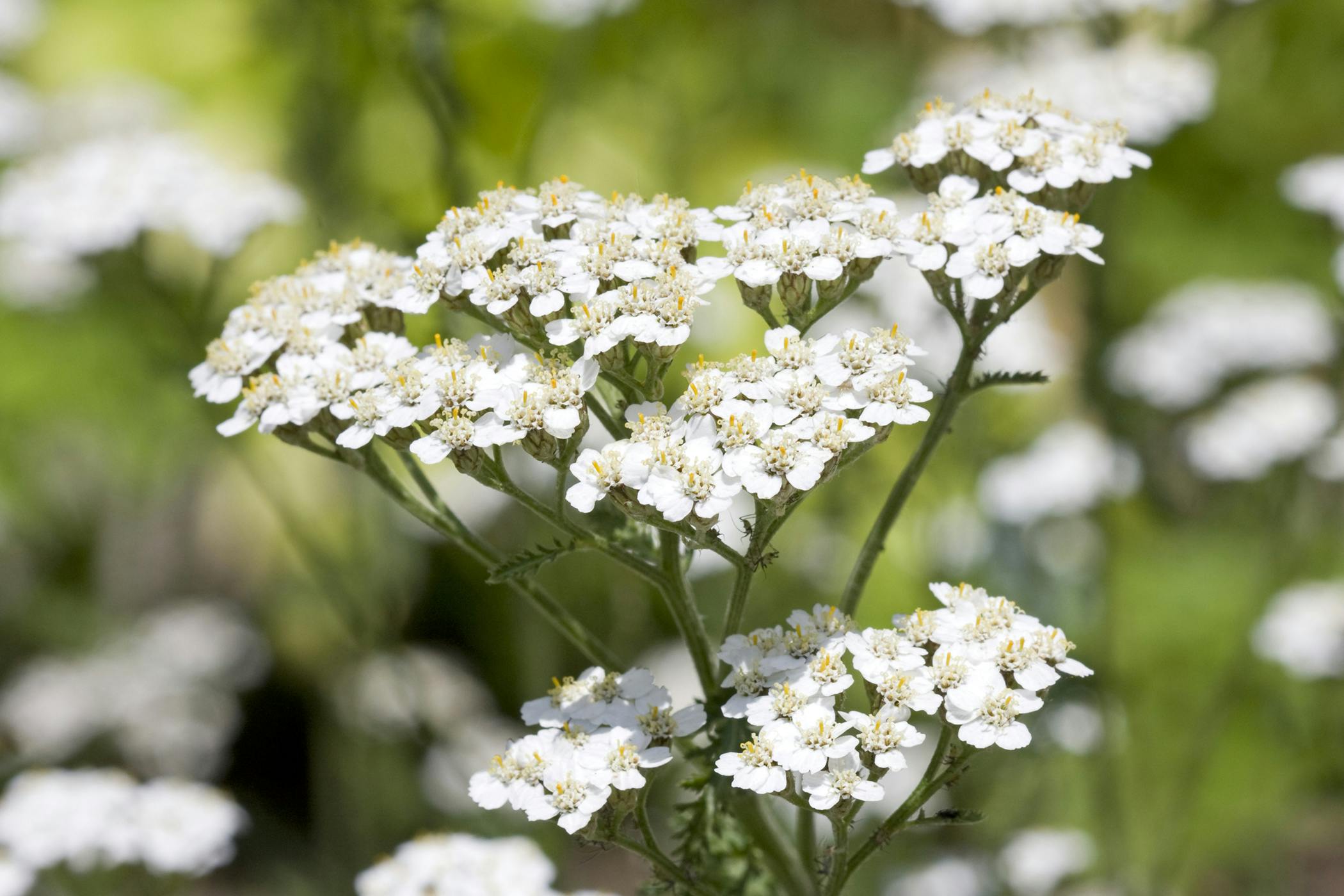 Yarrow Herb