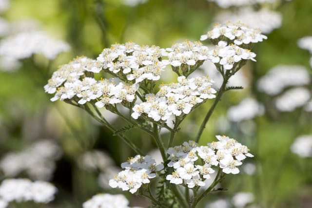 Yarrow Poisoning in Dogs - Symptoms, Causes, Diagnosis, Treatment, Recovery, Management, Cost