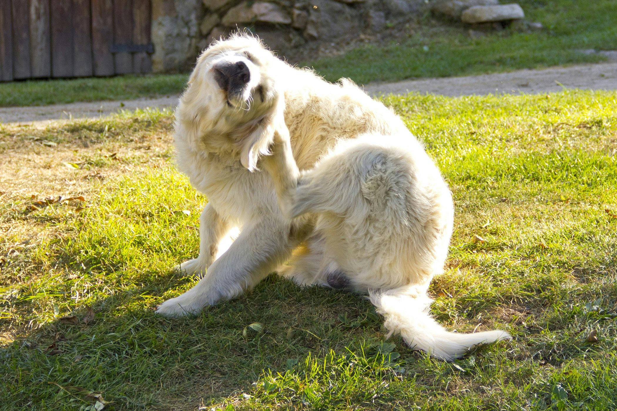 how do i get rid of yeast on my dogs paws