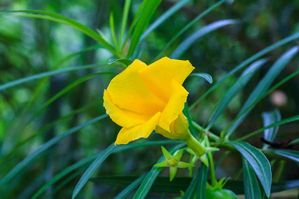 Yellow Oleander Poisoning in Dogs - Symptoms, Causes, Diagnosis, Treatment, Recovery, Management, Cost