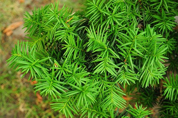 Yew Pine Poisoning in Dogs - Symptoms, Causes, Diagnosis, Treatment, Recovery, Management, Cost