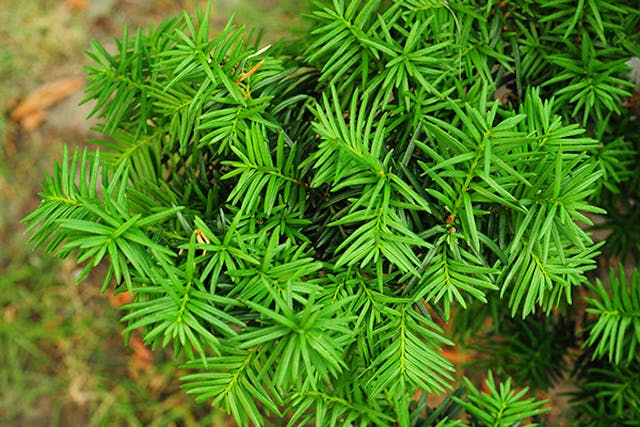 are conifers poisonous to dogs