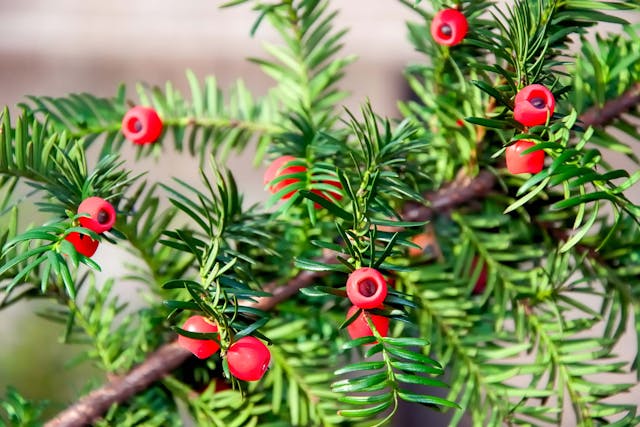 Yew Poisoning in Dogs - Symptoms, Causes, Diagnosis, Treatment, Recovery, Management, Cost