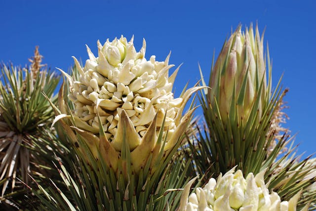 Yucca Poisoning in Dogs - Symptoms, Causes, Diagnosis, Treatment, Recovery, Management, Cost