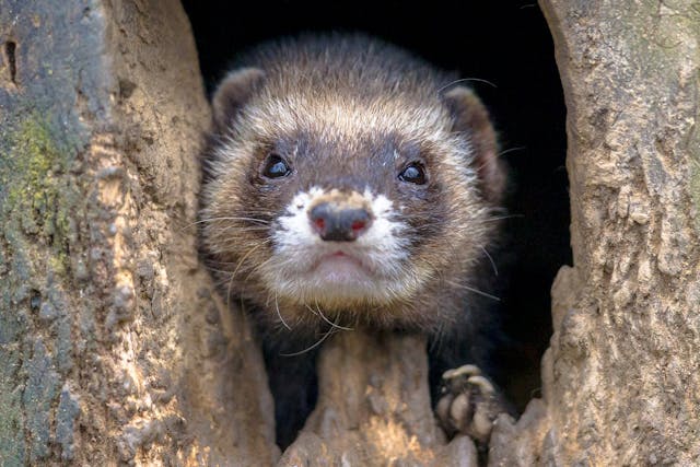 Aleutian Disease in Ferrets - Symptoms, Causes, Diagnosis, Treatment, Recovery, Management, Cost