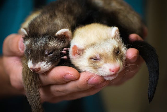 Bacterial Diarrhea in Ferrets - Symptoms, Causes, Diagnosis, Treatment, Recovery, Management, Cost