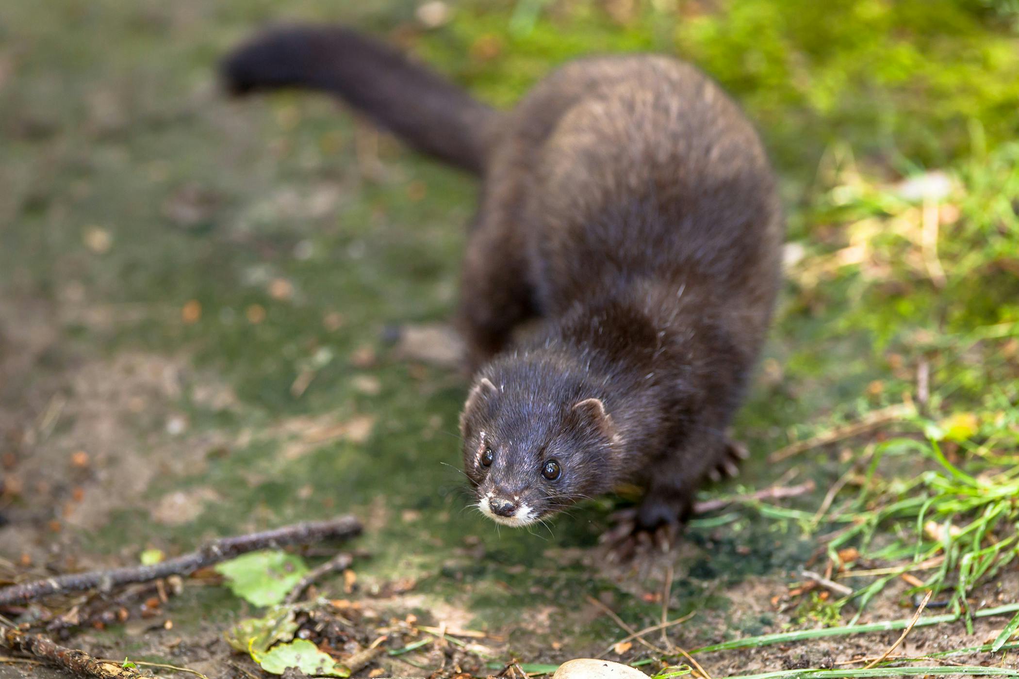 dark ferret