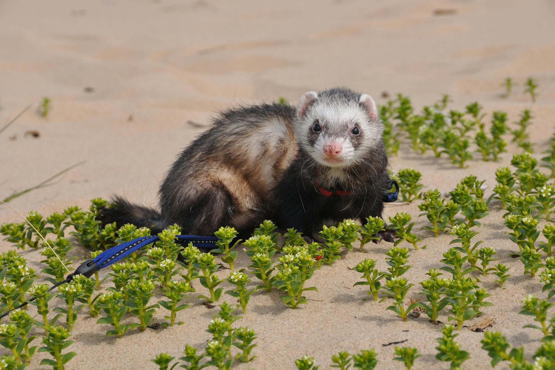 yellow ferret poop