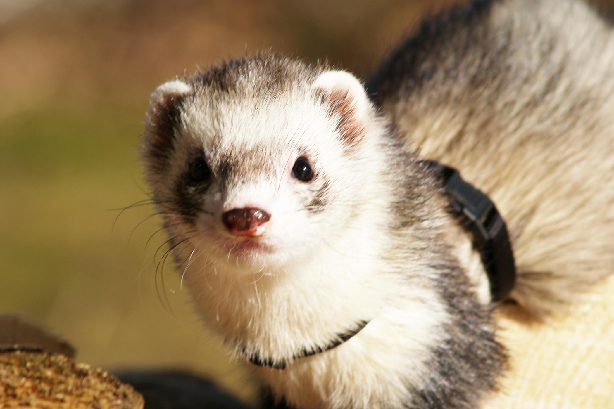 Coccidiosis in Ferrets - Symptoms, Causes, Diagnosis, Treatment ...