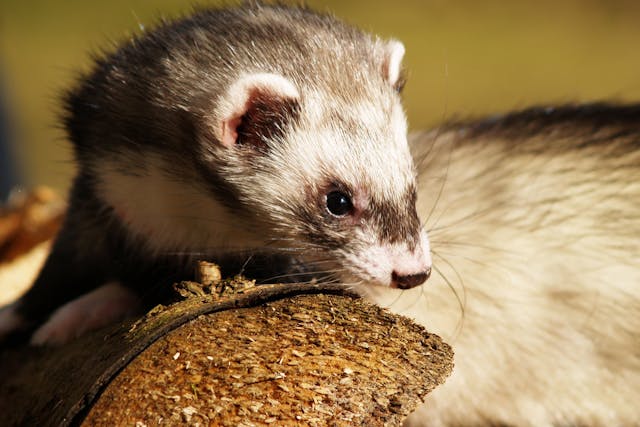 Constipation And Bloody Stool In Ferrets Symptoms Causes Diagnosis Treatment Recovery Management Cost