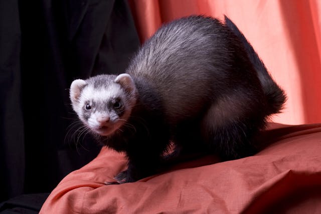 Cysts in the Urethra in Ferrets - Symptoms, Causes, Diagnosis, Treatment, Recovery, Management, Cost