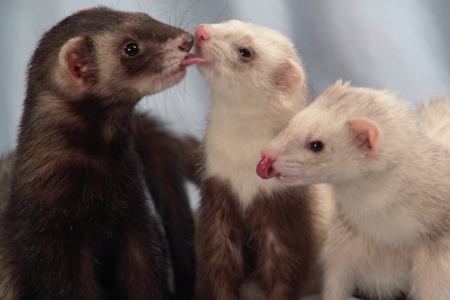 Diabetes in Ferrets - Symptoms, Causes, Diagnosis, Treatment, Recovery, Management, Cost