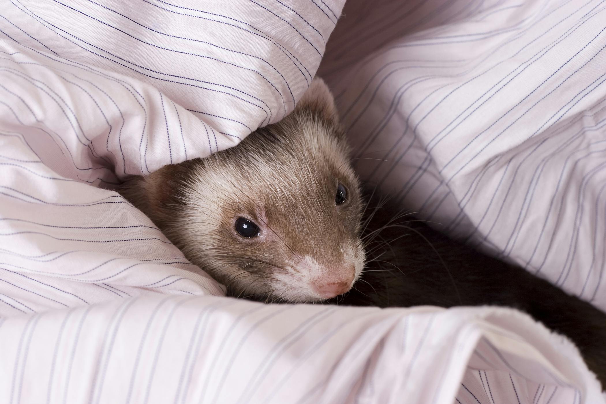 difficult-painful-and-frequent-urination-in-ferrets-symptoms