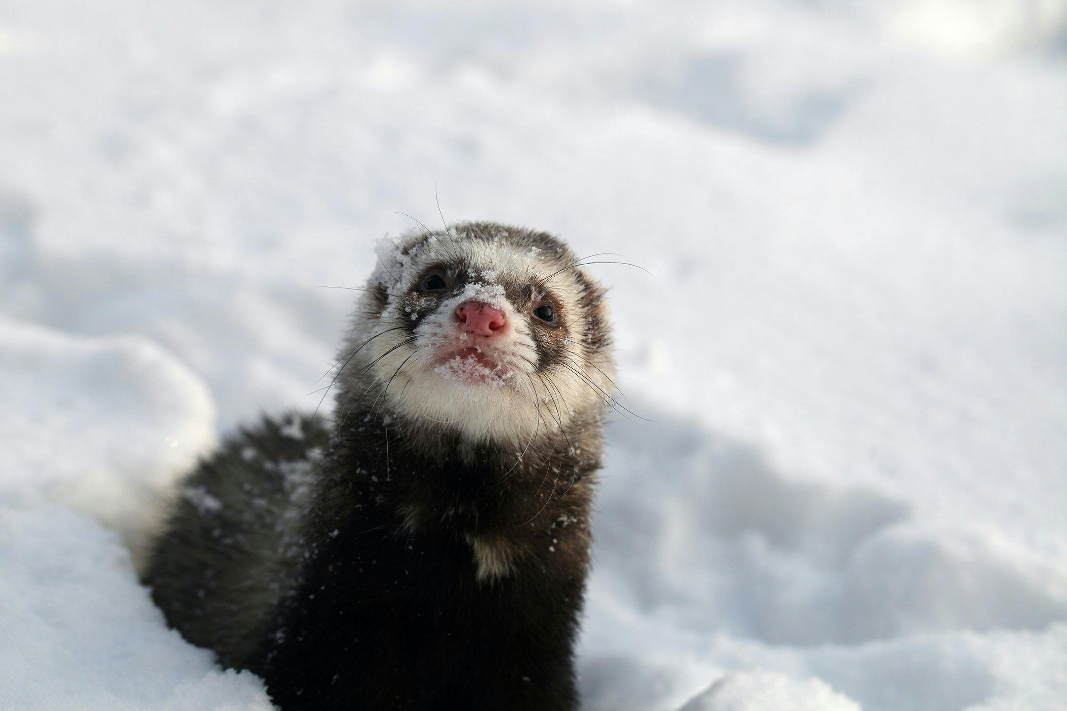 ferret-gastrointestinal-disease-pet-care-veterinary-hospital-23462-vet