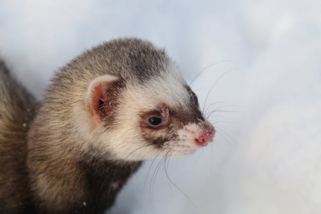 Enlarged Lymph Nodes in Ferrets - Symptoms, Causes, Diagnosis, Treatment, Recovery, Management, Cost