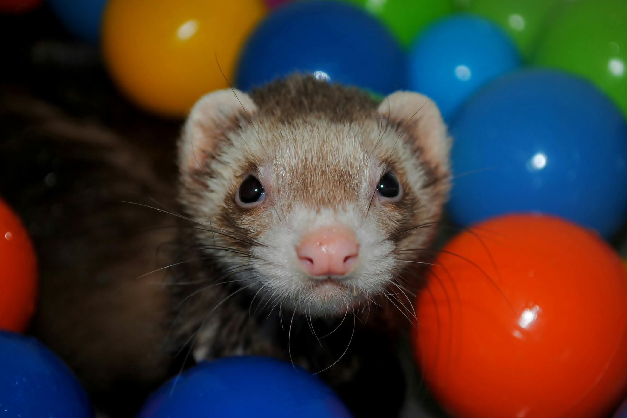 Enlarged Spleen in Ferrets - Symptoms, Causes, Diagnosis, Treatment