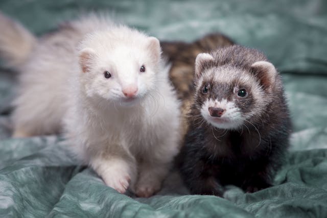 Enlargement of the Esophagus in Ferrets - Symptoms, Causes, Diagnosis, Treatment, Recovery, Management, Cost