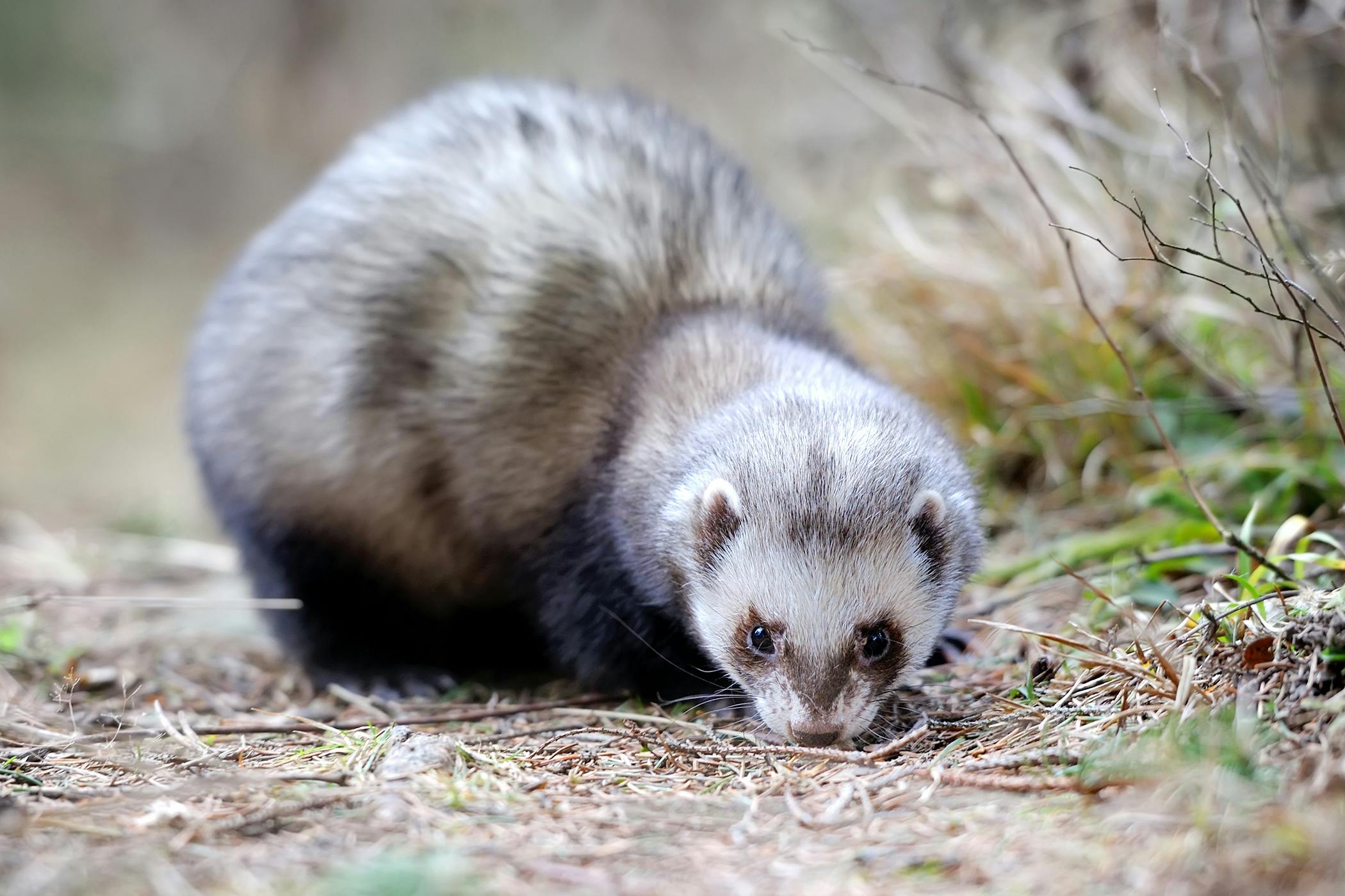Excessive Weight In Ferrets Symptoms Causes Diagnosis