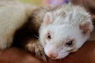 Gingivitis And Periodontal Disease In Ferrets Symptoms Causes 