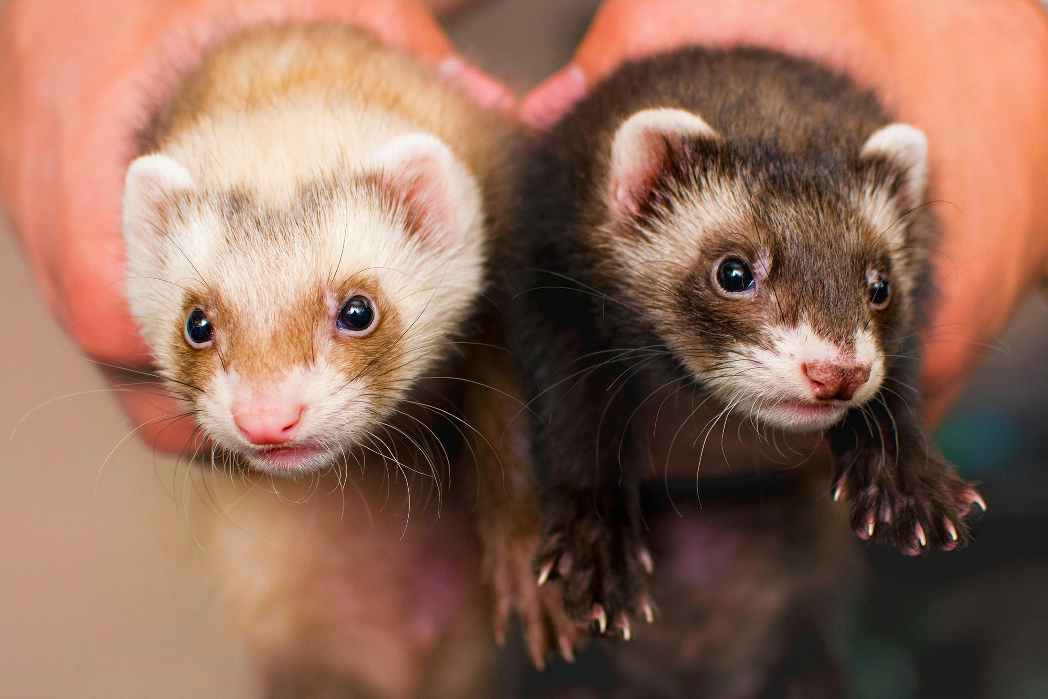 Hairballs in Ferrets - Symptoms, Causes 