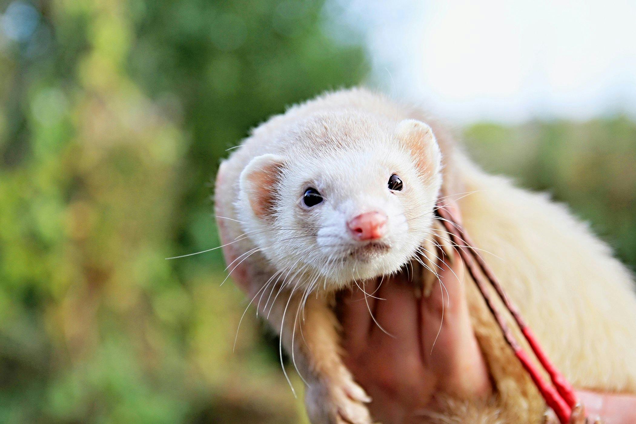 What Is The Most Common Heart Disease In Ferrets