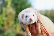 Heartworm Disease In Ferrets Symptoms Causes Diagnosis Treatment 