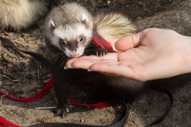 Helicobacter mustelae Gastrointestinal Disease in Ferrets - Symptoms, Causes, Diagnosis, Treatment, Recovery, Management, Cost