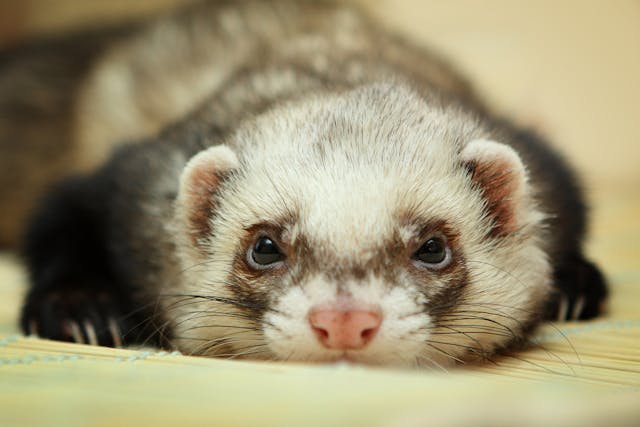 Hormone Overproduction in Ferrets - Symptoms, Causes, Diagnosis ...