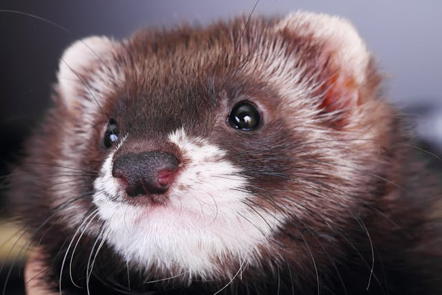 Human Influenza Virus in Ferrets - Symptoms, Causes, Diagnosis ...