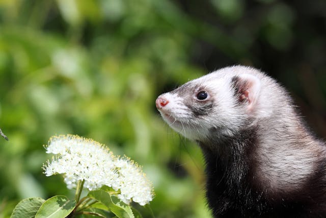 Inflammation of the Middle and Outer Ear Canal in Ferrets - Symptoms, Causes, Diagnosis, Treatment, Recovery, Management, Cost